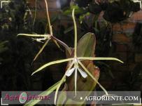 : Epidendrum nocturnum